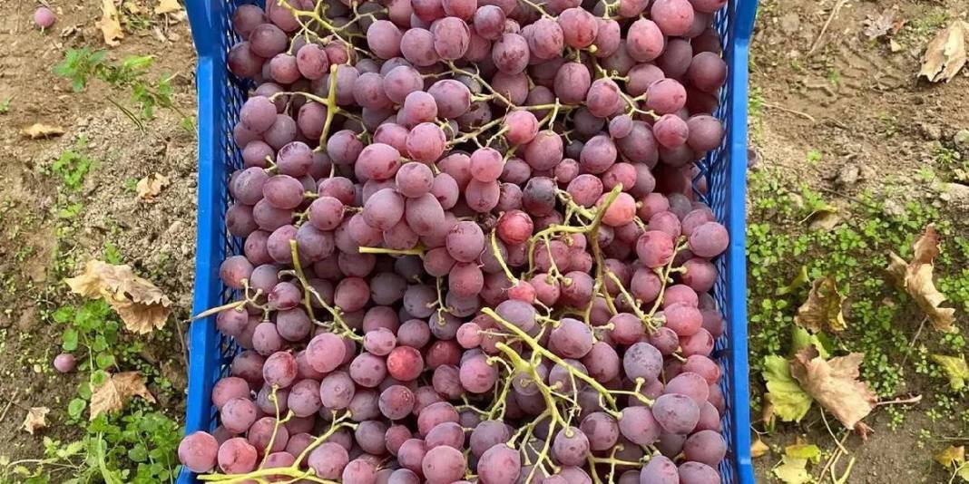 Hasatta sona gelindi, üzüm miktarı azaldı! İç piyasada satış devam ediyor: Kaliteye göre 25-35 TL ediyor 4